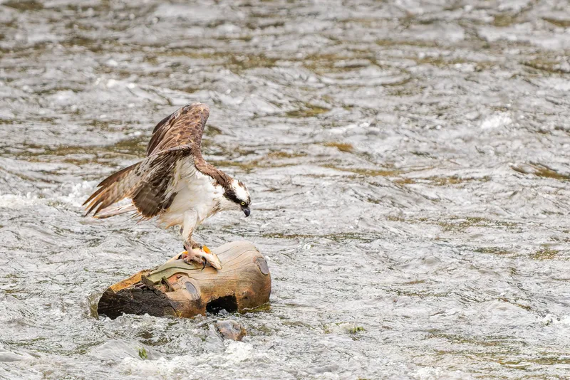 Osprey