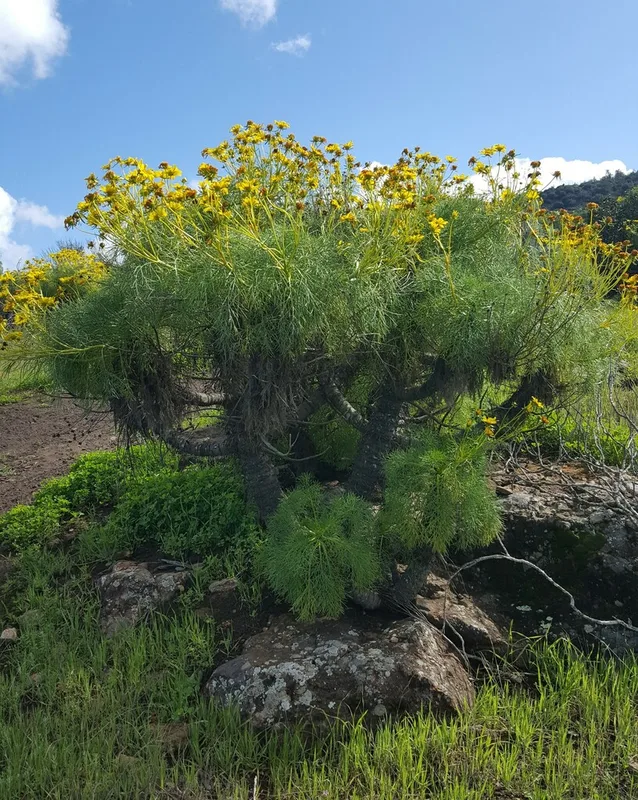 giant coreopsis