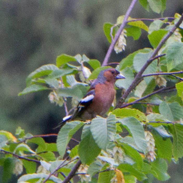 Common Chaffinch