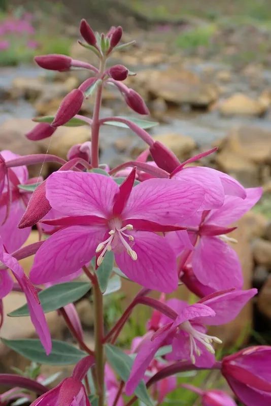 Dwarf Fireweed