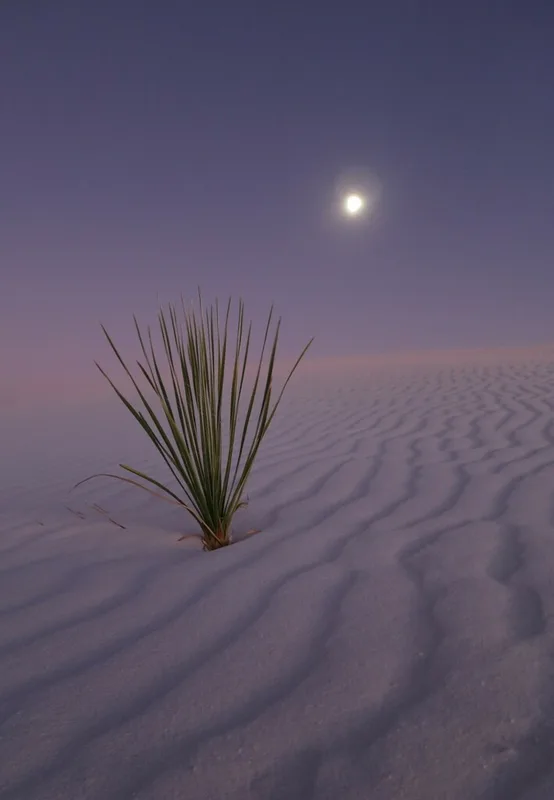 soaptree yucca