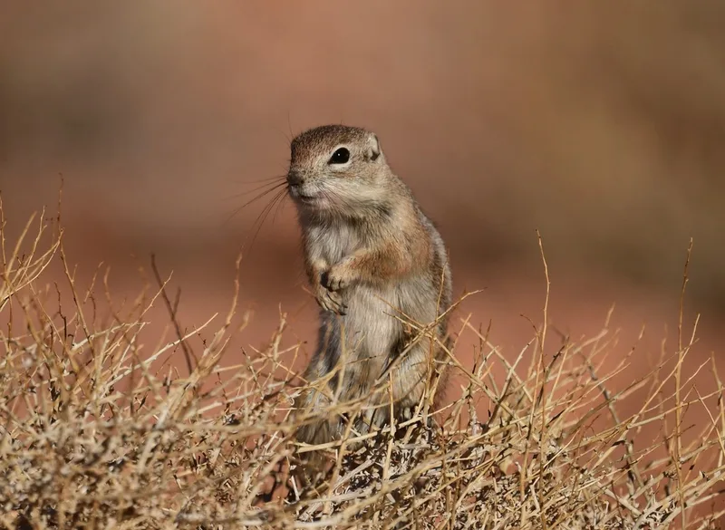 White-tailed Antelope Squirrel