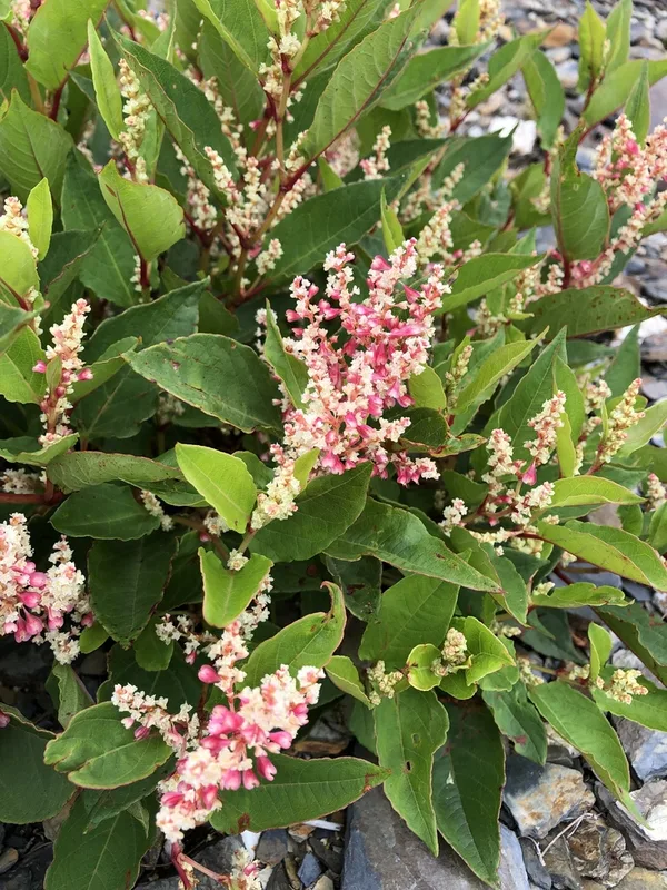 Japanese knotweed