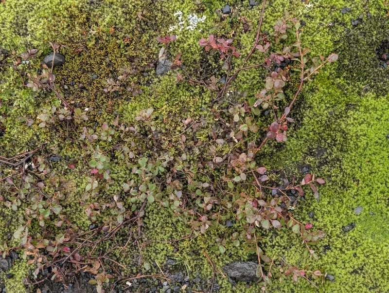 bog bilberry