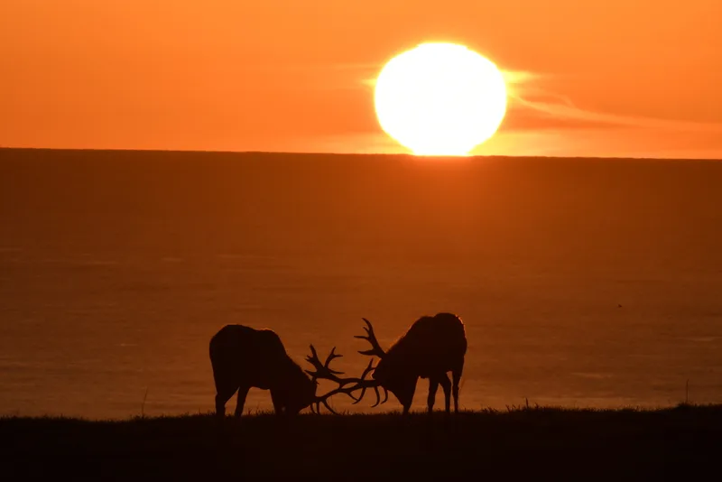 Elk