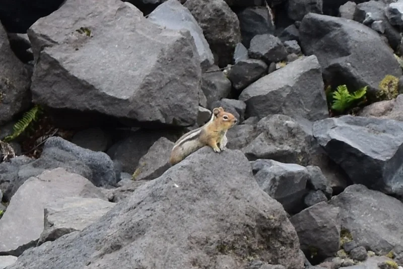 Cascade Golden-mantled Ground Squirrel