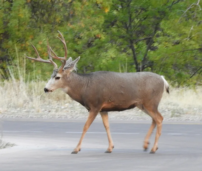 Mule Deer