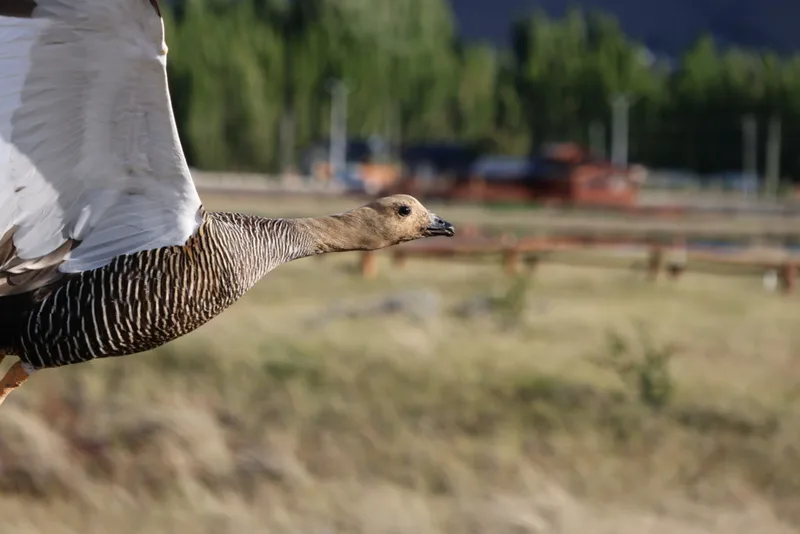 Upland Goose