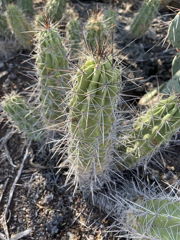 Strawberry Cactus