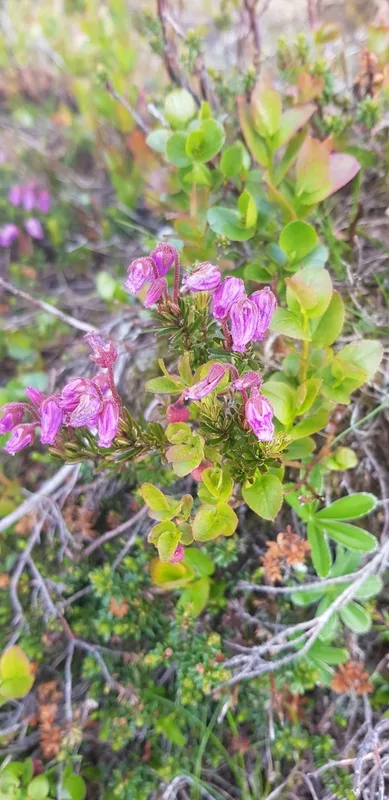 Blue Mountain-heath