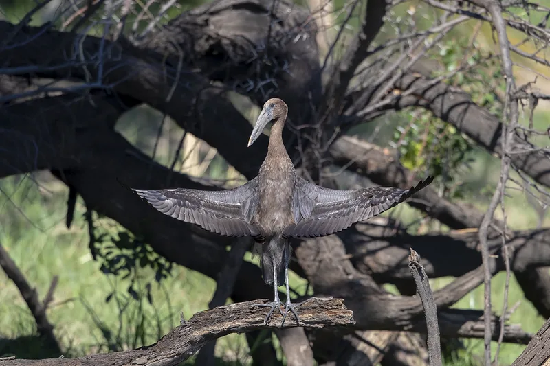African Openbill