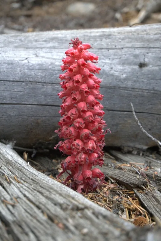 Snowplant