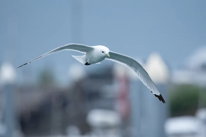 Black-legged Kittiwake