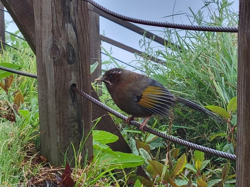 White-whiskered Laughingthrush