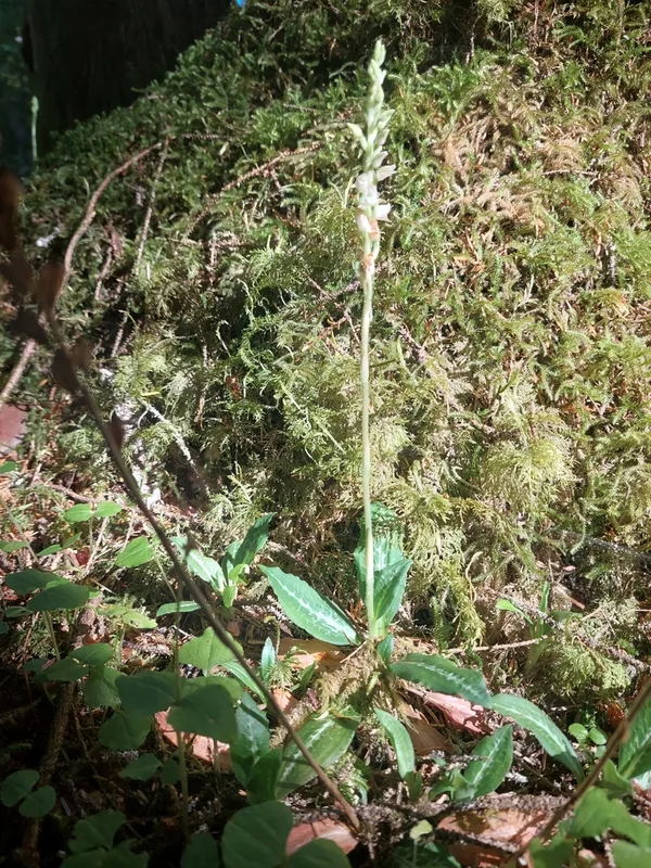Western Rattlesnake Plantain