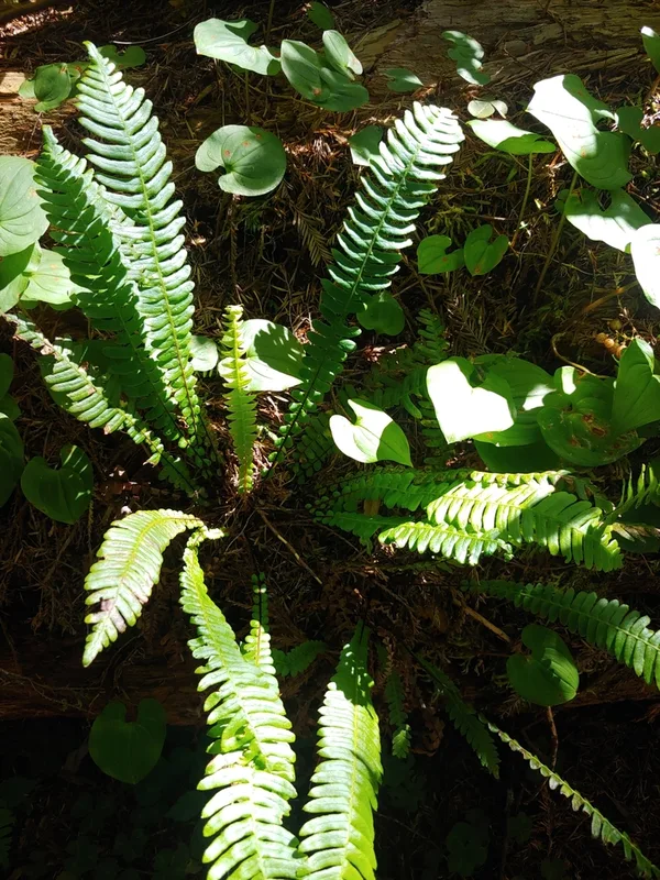 deer fern