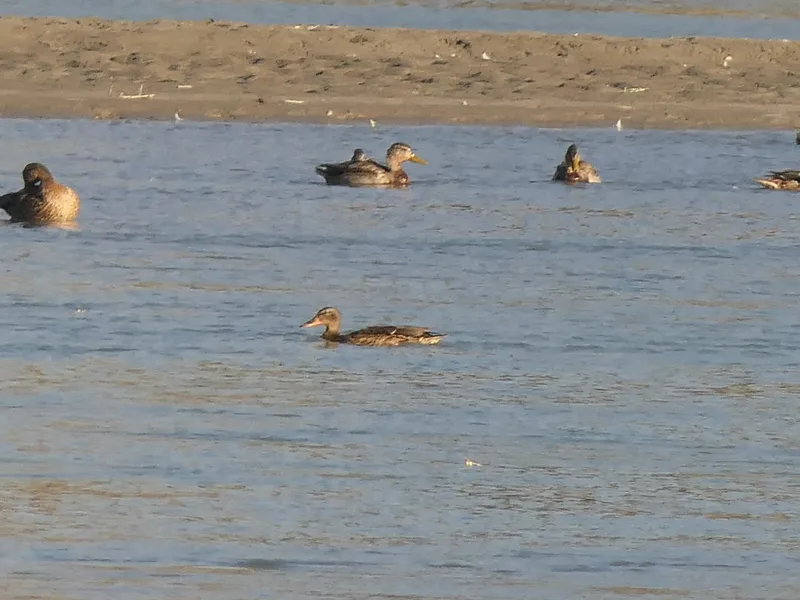 Mallard