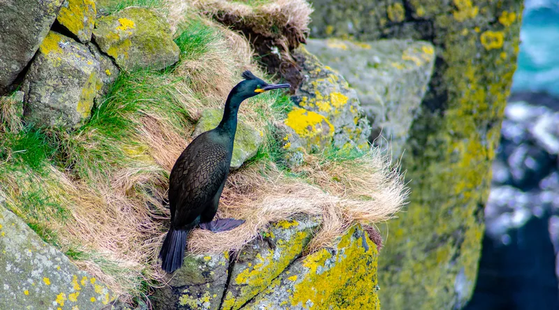 European Shag