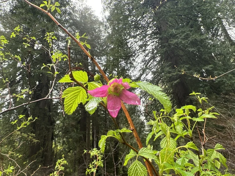 Salmonberry