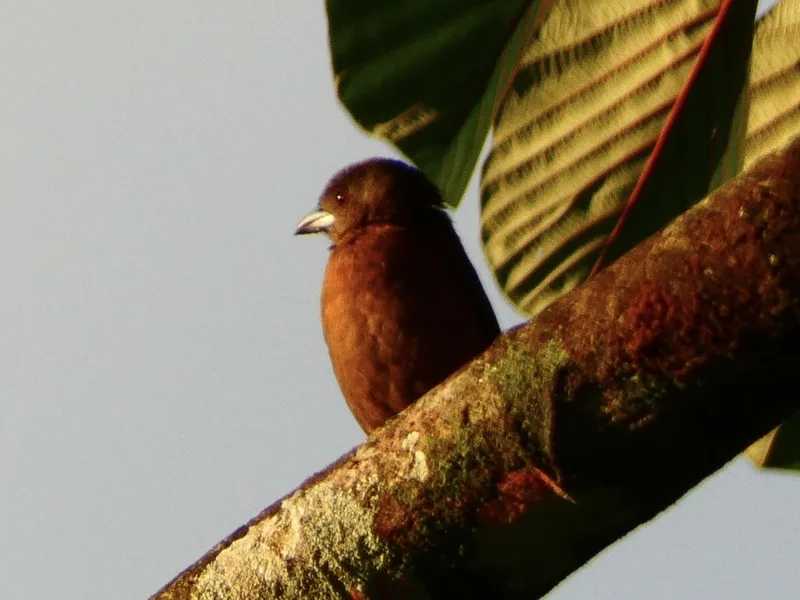 Scarlet-rumped Tanager