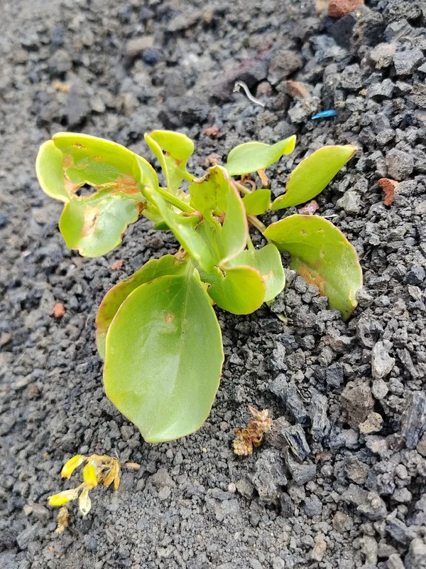 Canary Island Sorrel