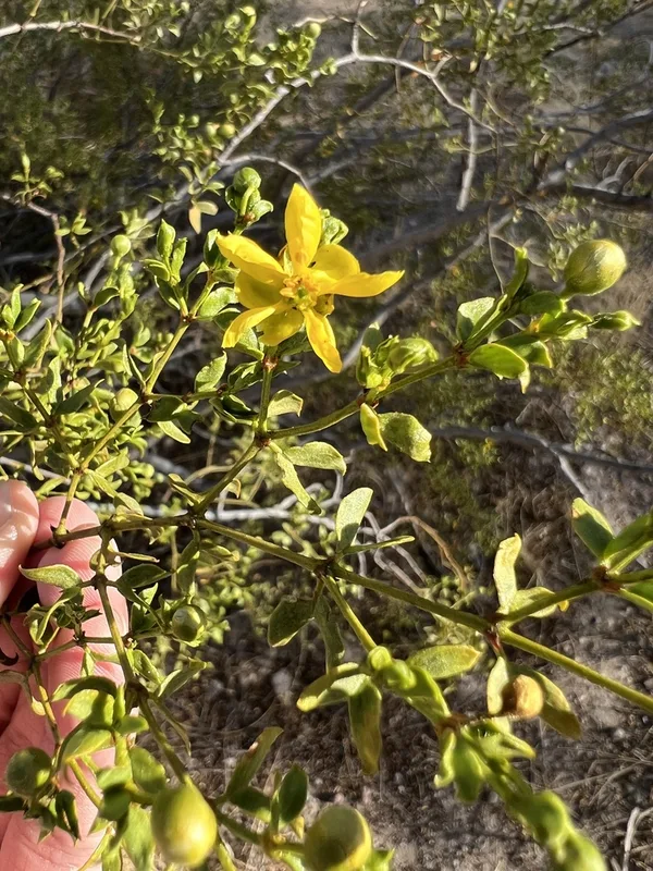 Creosote Bush
