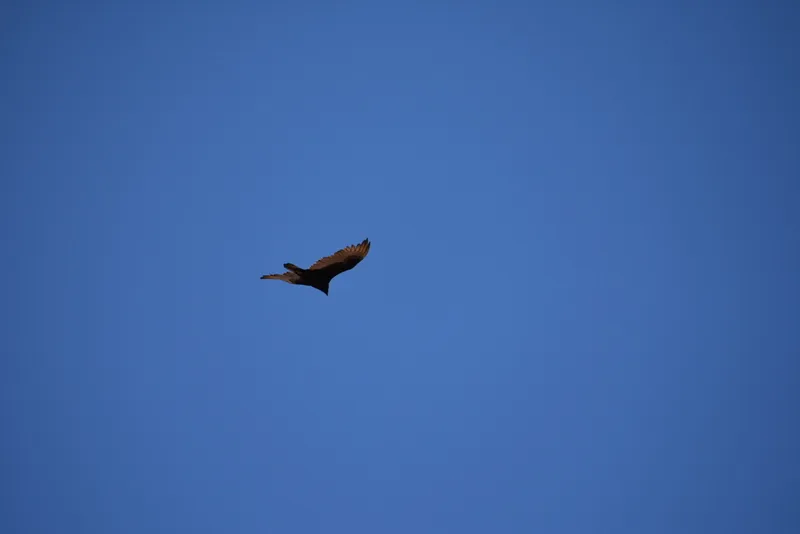 Turkey Vulture