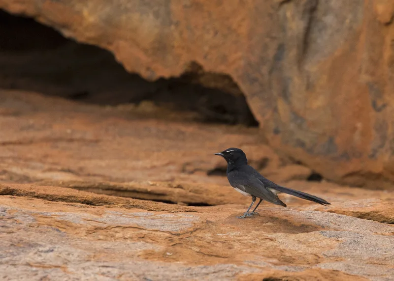 Willie Wagtail