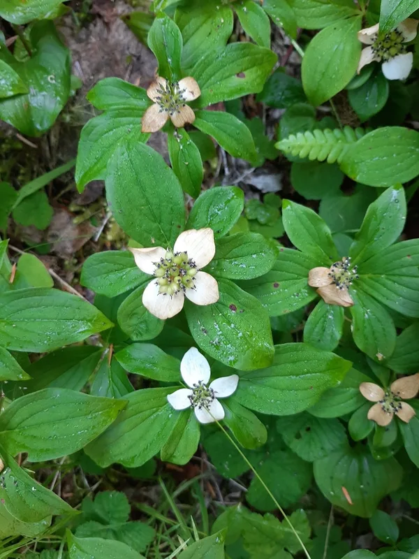 Western Bunchberry
