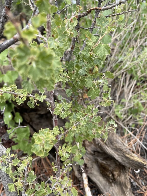 wax currant