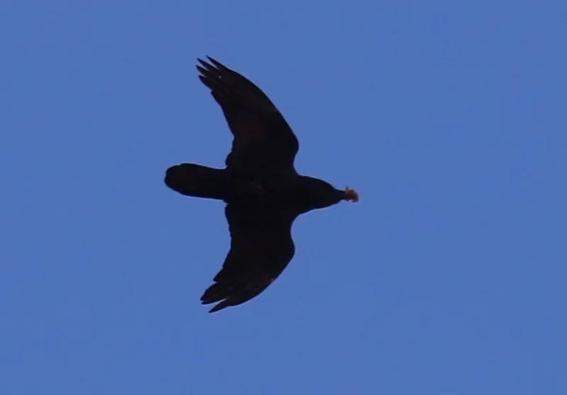Brown-necked Raven