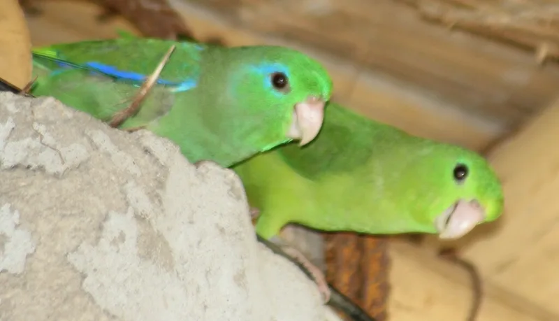 Spectacled Parrotlet