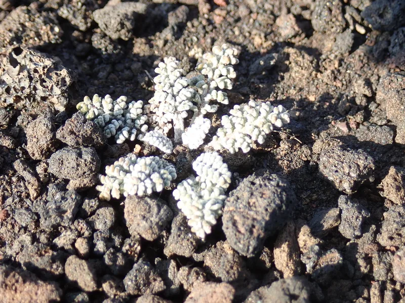 Hoary Pincushion