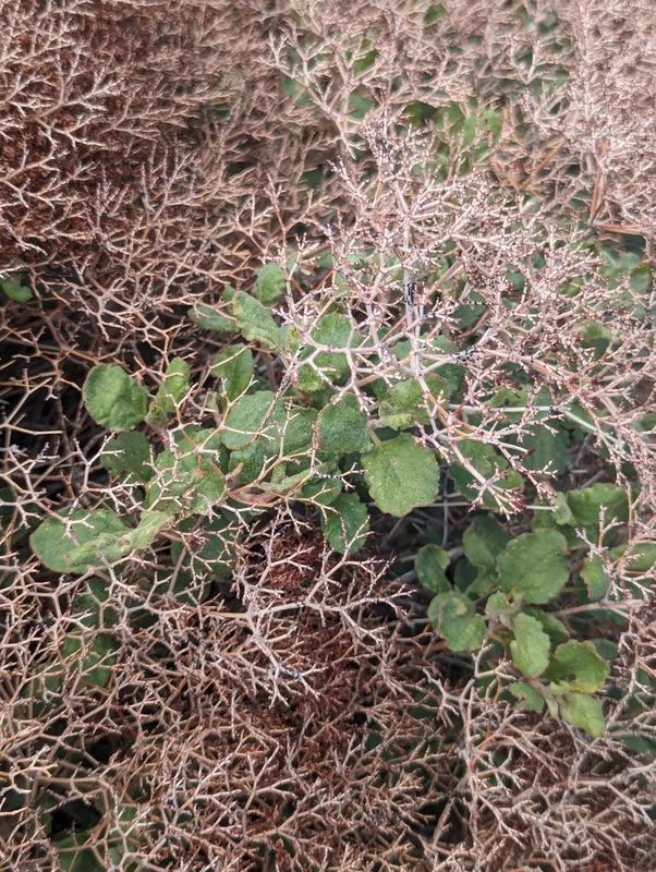 crispleaf buckwheat