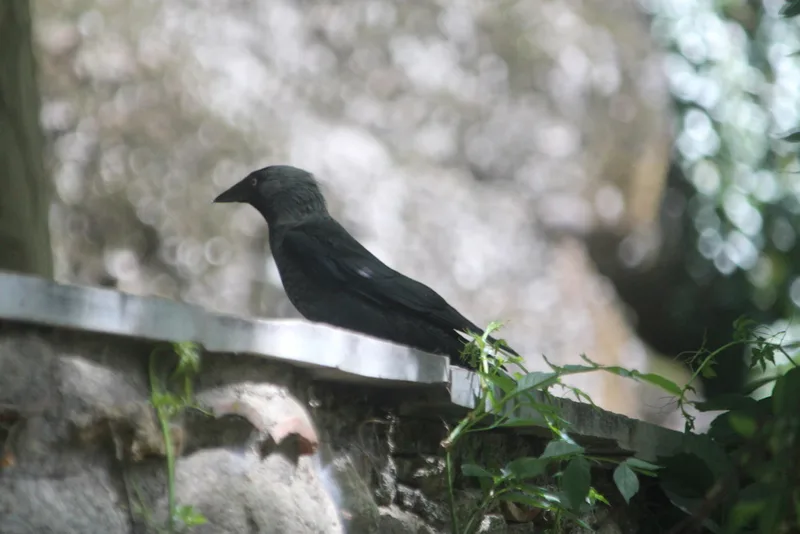 Eurasian Jackdaw