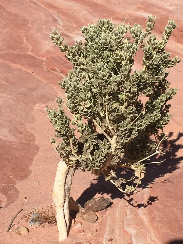 Utah Mortonia