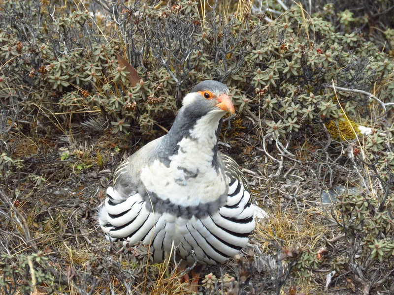 Tibetan Snowcock