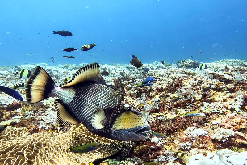 Titan Triggerfish