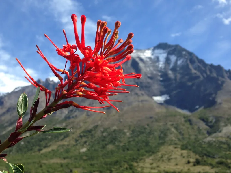Chilean fire bush