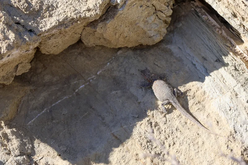 Common Side-blotched Lizard