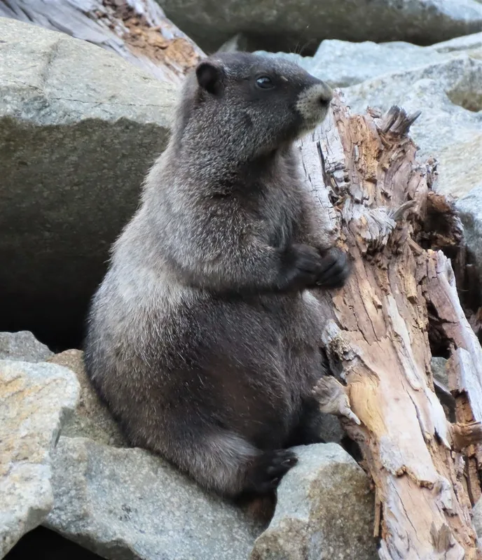 Hoary Marmot