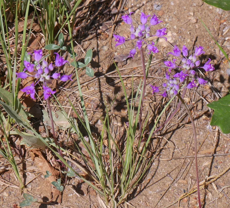 Hooker's onion