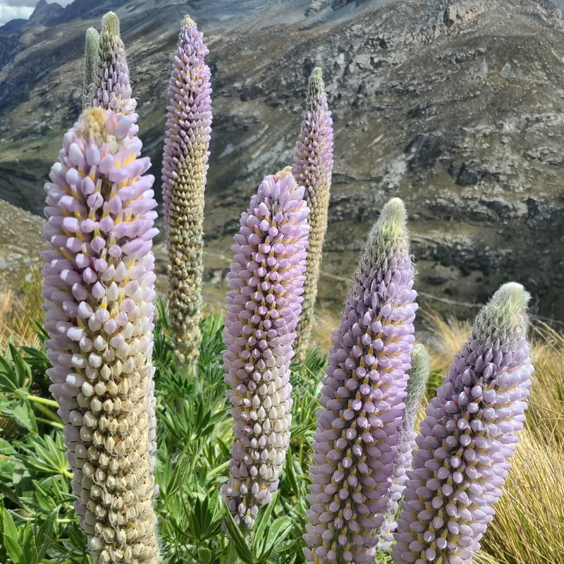 Lupinus weberbaueri