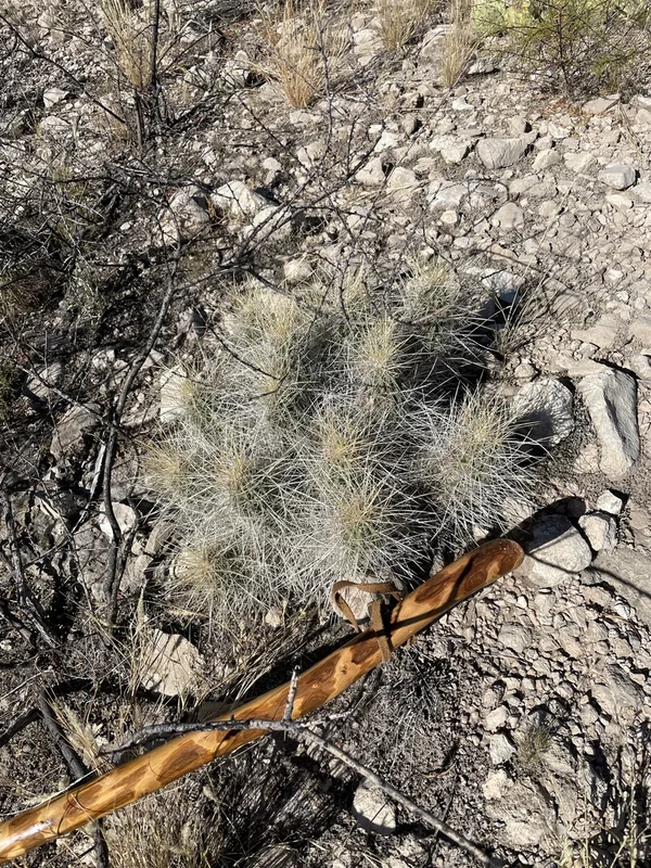 strawberry hedgehog cactus
