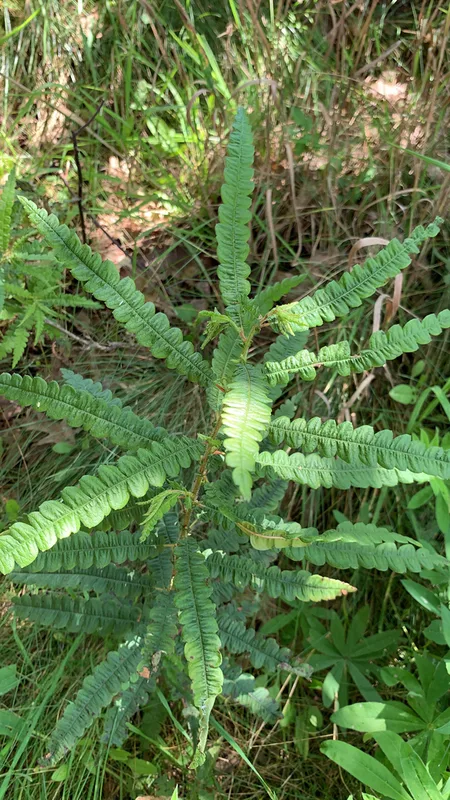 sweetfern