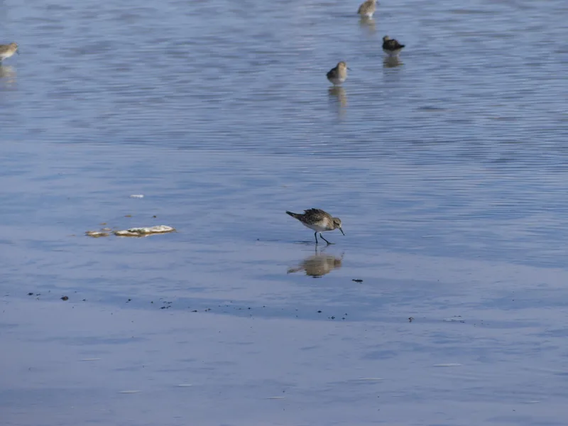 Baird's Sandpiper