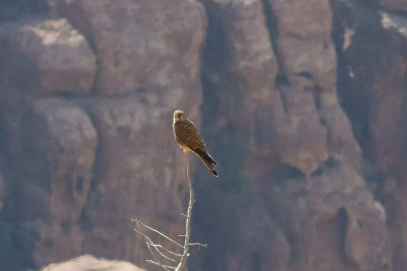 Eurasian Kestrel
