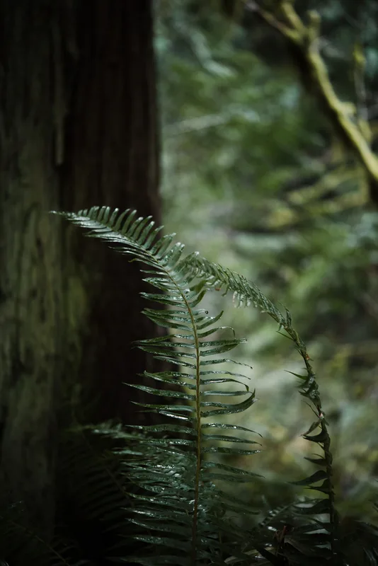 western sword fern