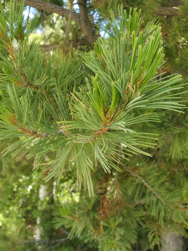 limber pine
