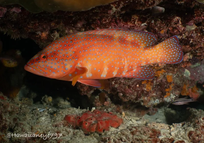 Coral Grouper